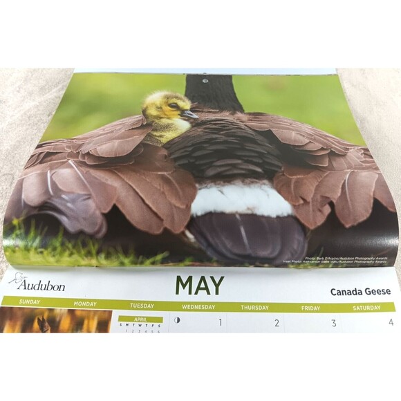 Audubon Society 2024 Wall Calendar 12 Months Protecting Birds and Nature - Picture 6 of 12